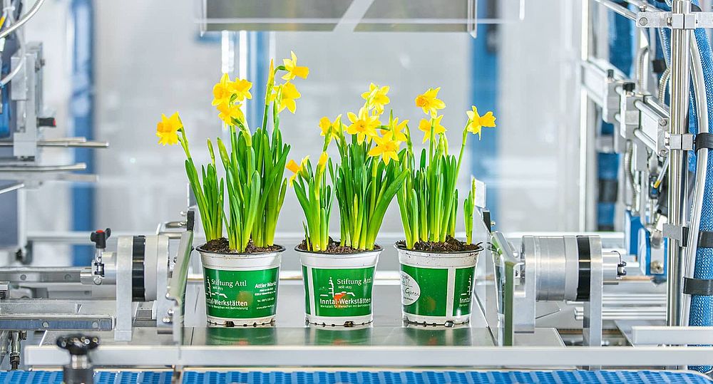 Blumen in einer SOMIC Verpackungsmaschine. Bild beschreibt Nachhaltigkeit